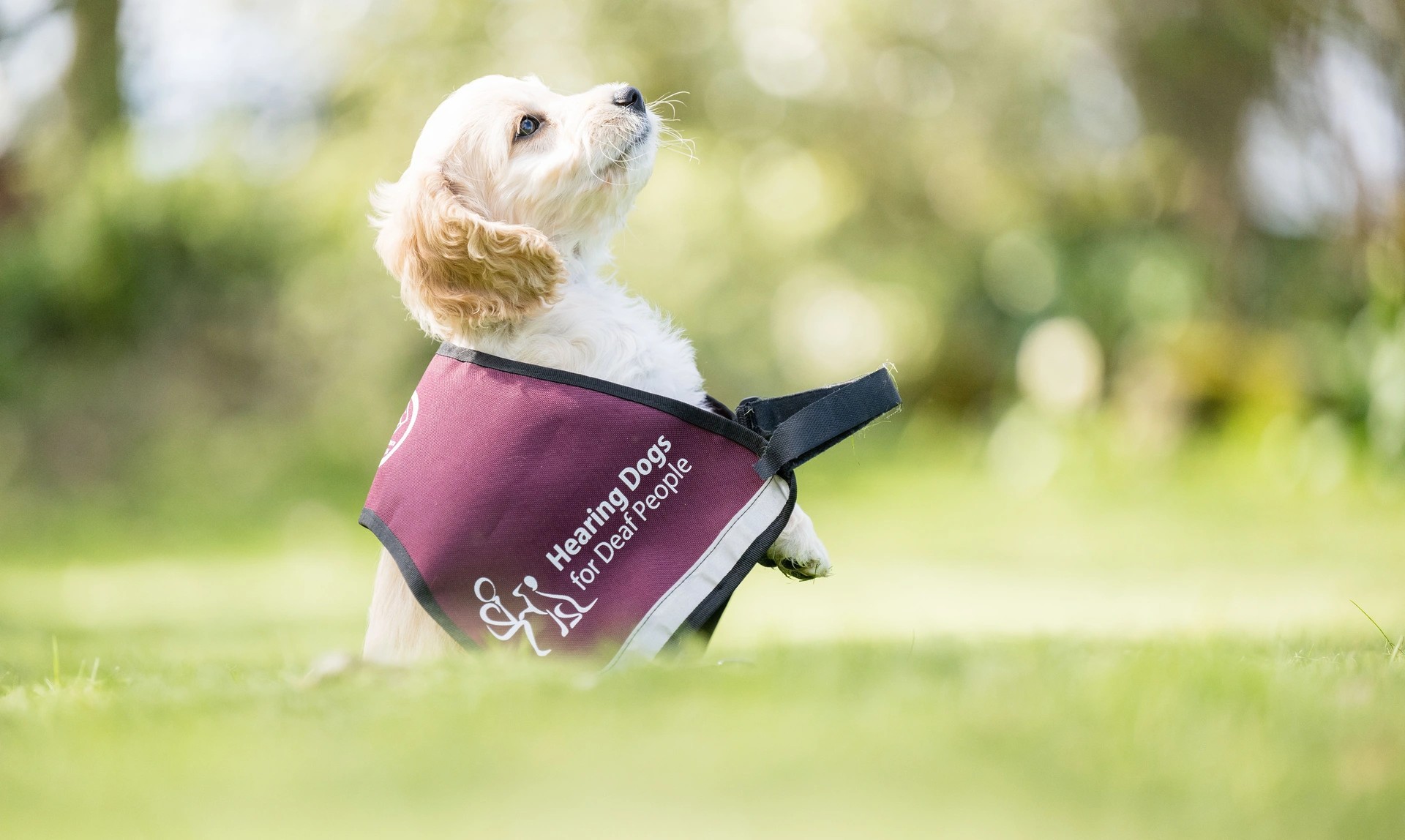 Side view of a small fluffy cockapoo looking up while wearing an oversized hearing dogs jacket