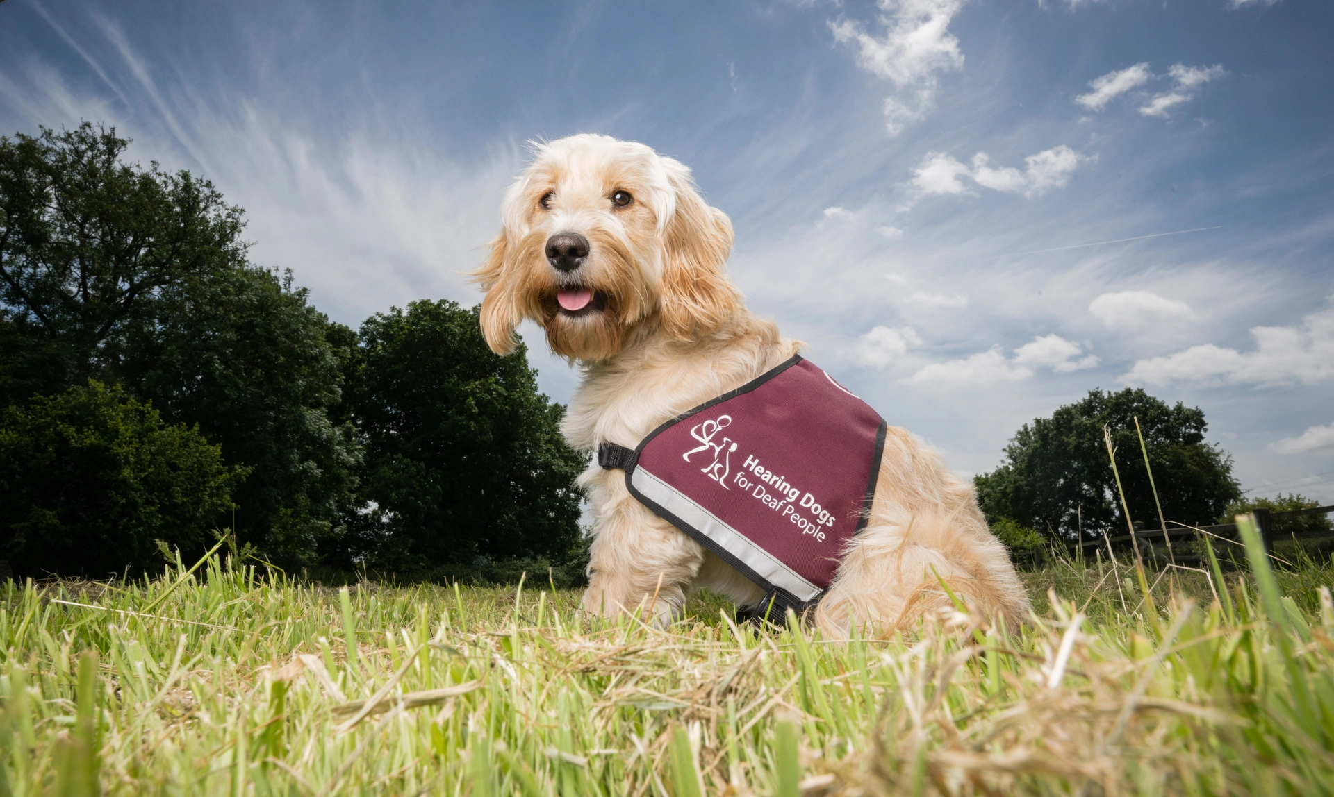 A shaggy, happy looking cockapoo sat in a field on a sunny day wearing a fully qualified hearing dogs jacket