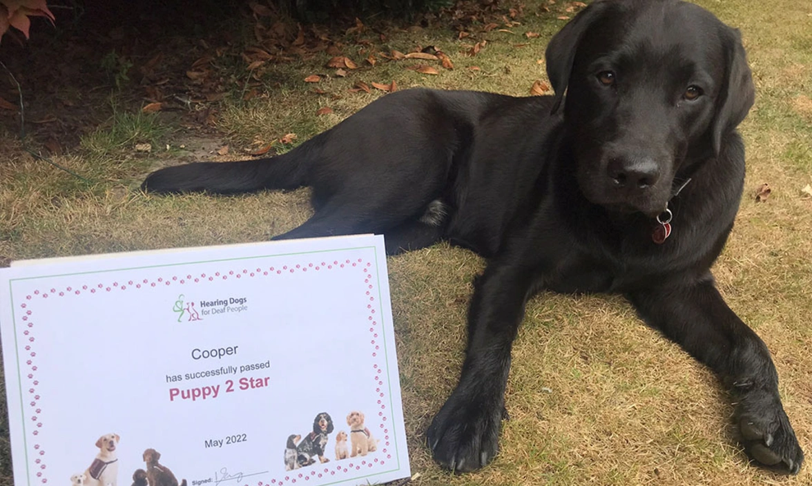 A young black labrador sat on grass next to a training certificate that says ‘Cooper has successfully passed Puppy 2 Star’