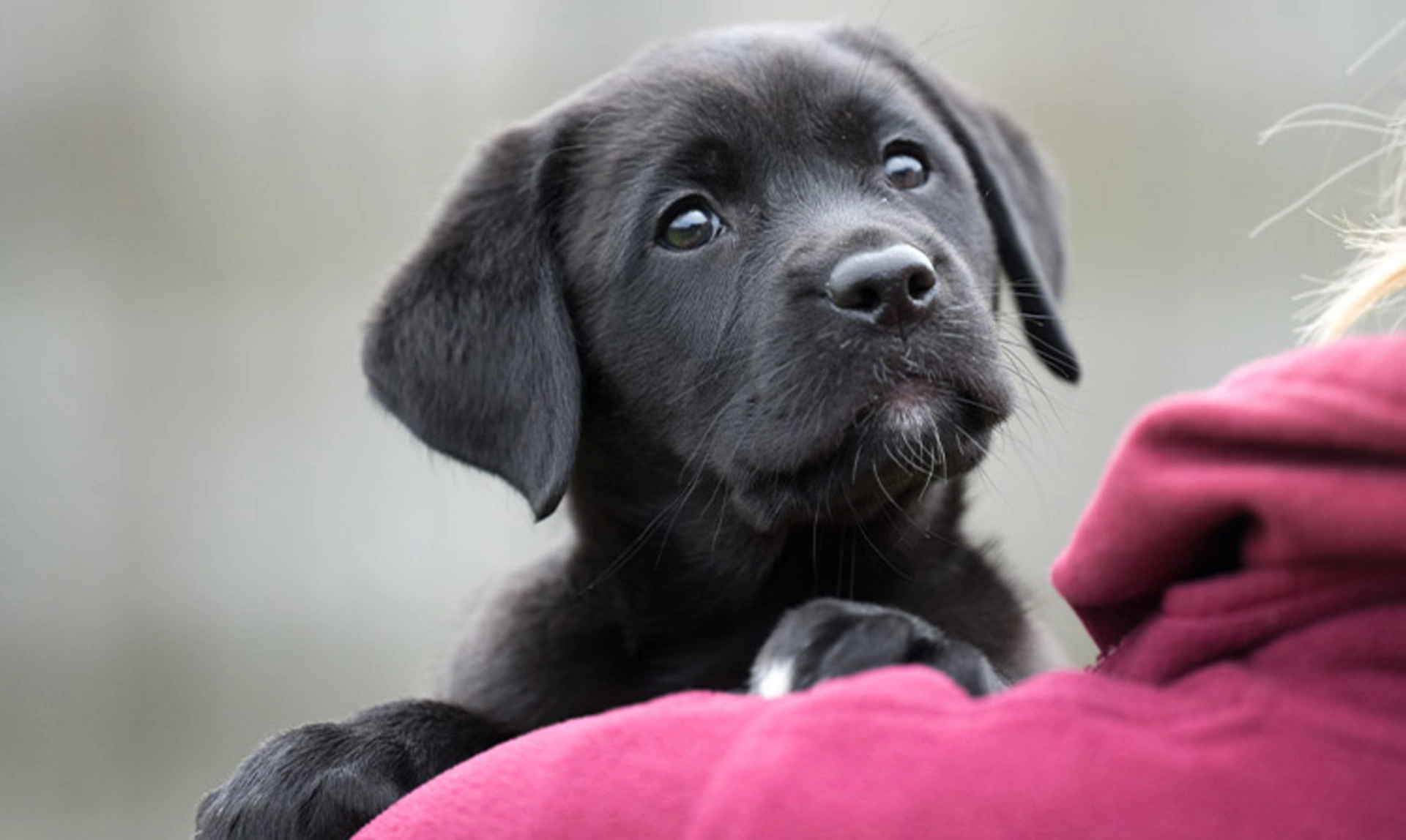 Black labrador puppy over a womans shoulder in a burgundy hoodie