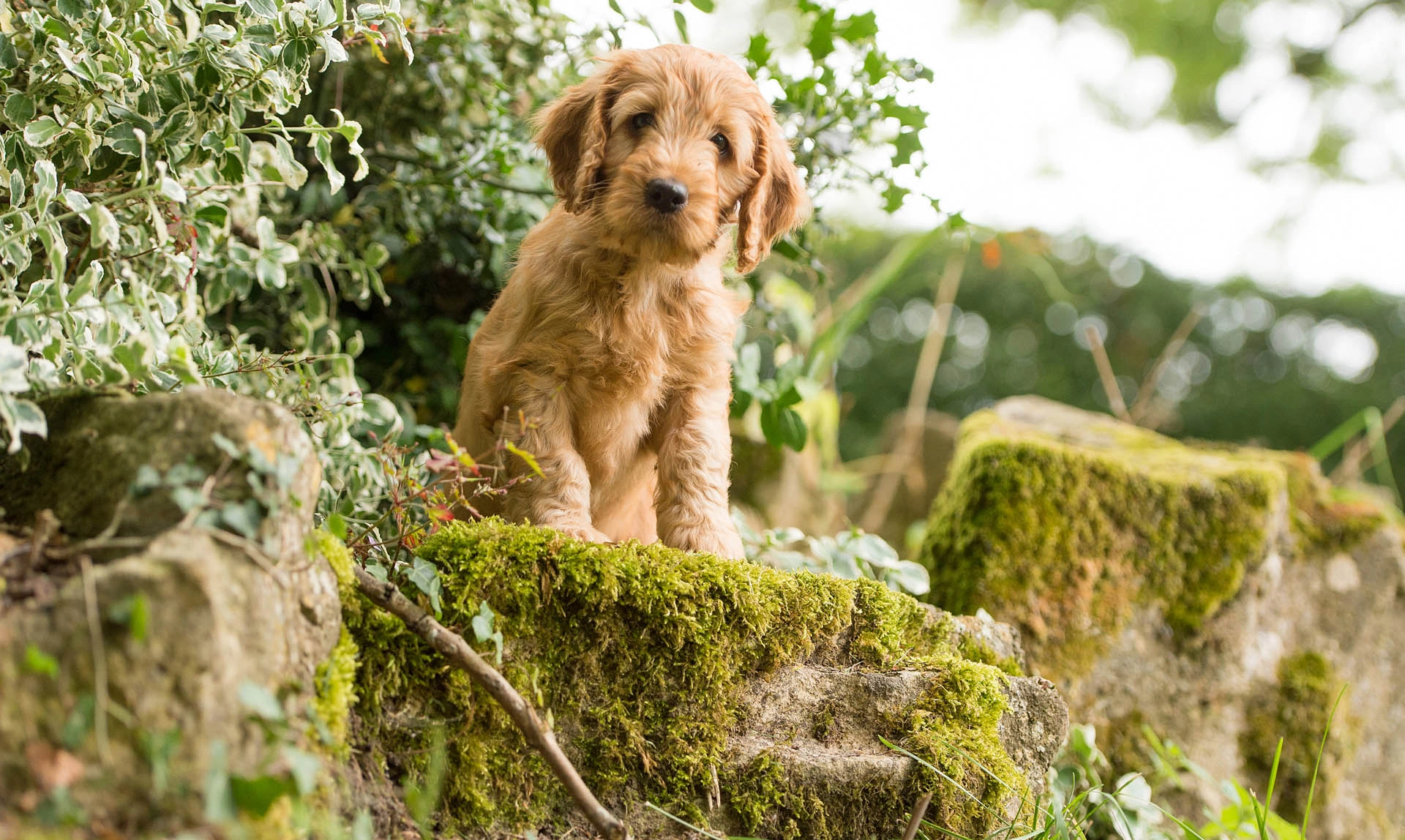 Apricot coloured cockapoo puppy stood on a mossy rock outside surrounded by plants looking directly at the camera