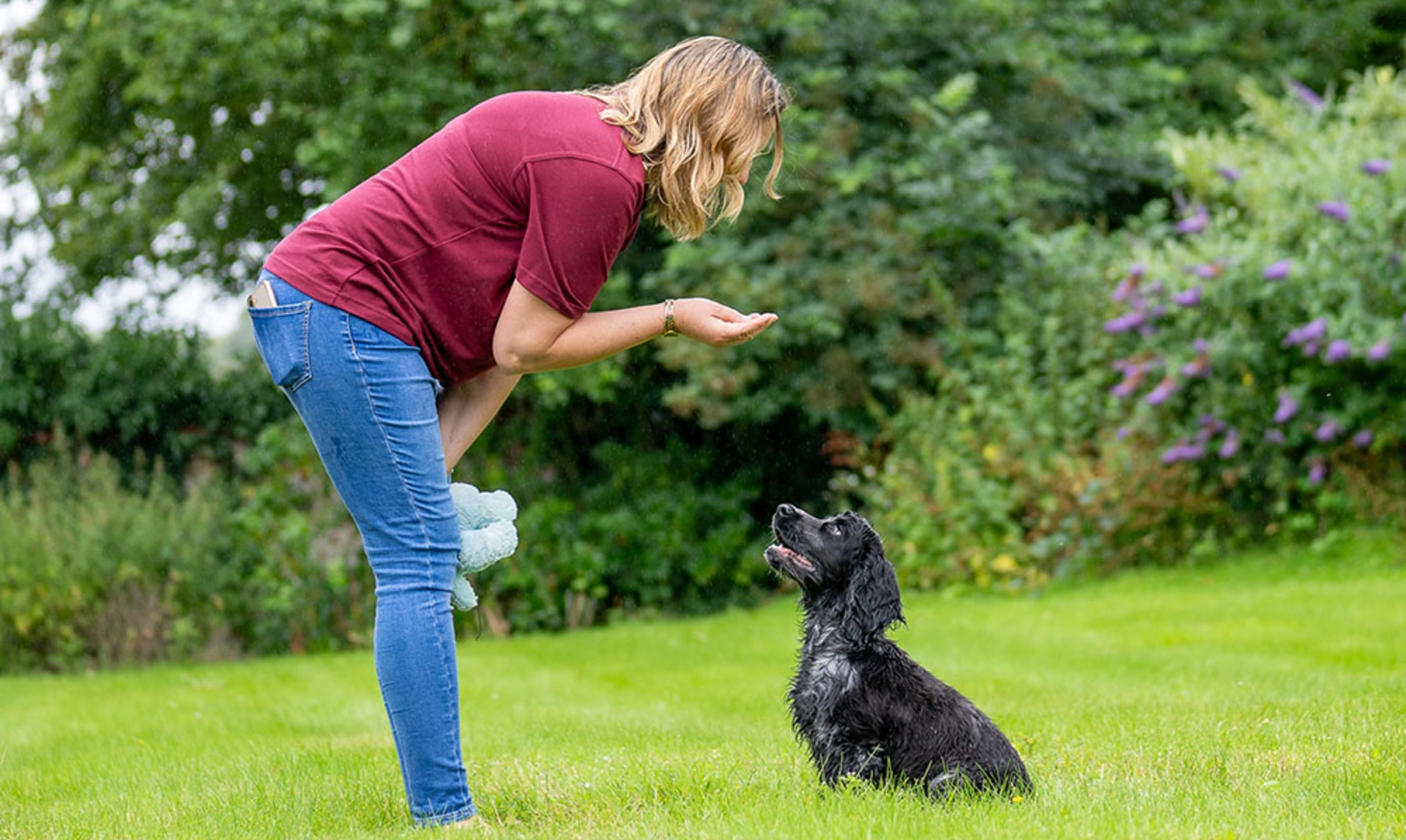 A spaniel puppy sat focussing intently on its volunteer trainer while it does a good sit