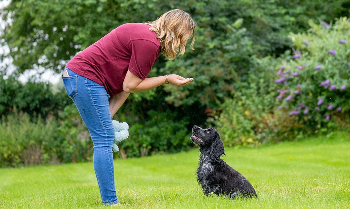 A spaniel puppy sat focussing intently on its volunteer trainer while it does a good sit