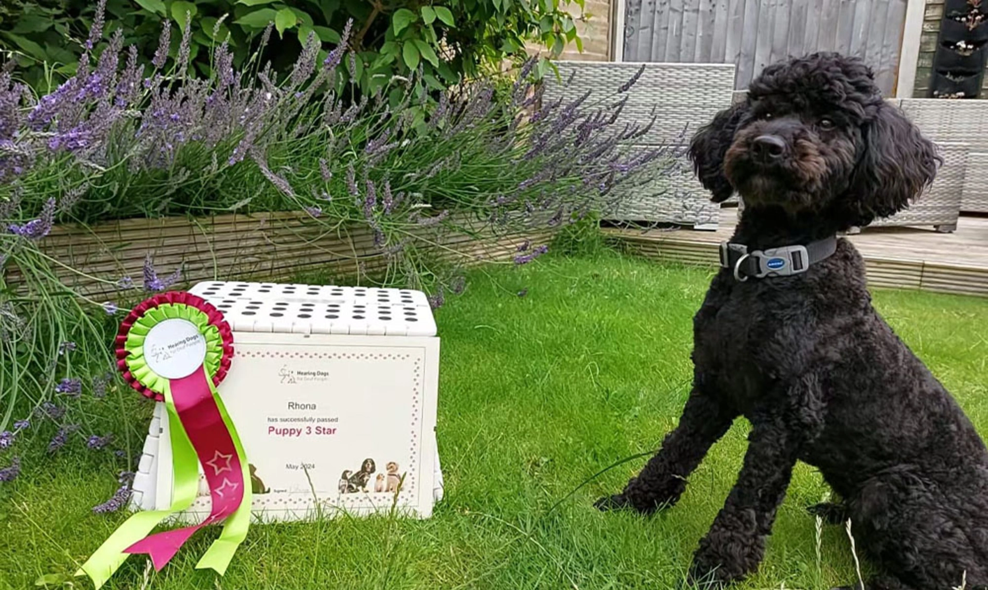 A young black labrador sat on grass next to a training certificate that says ‘Cooper has successfully passed Puppy 2 Star’