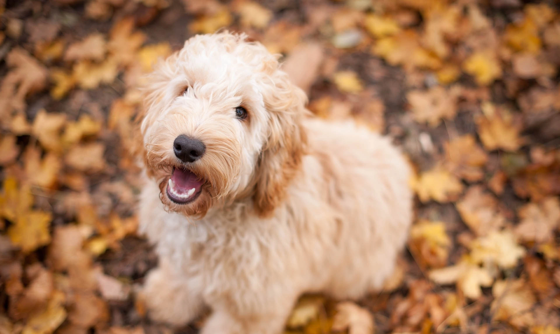 Happy looking apricot coloured cockapoo sat in autumn leaves looking up to the camera  