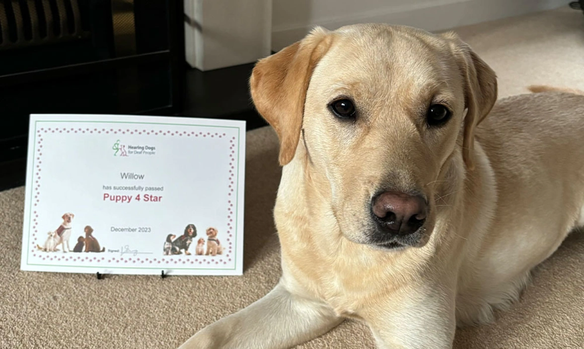 A labrador laying down calmly next to a certificate that says Willow has successfully completed Puppy 4 Star