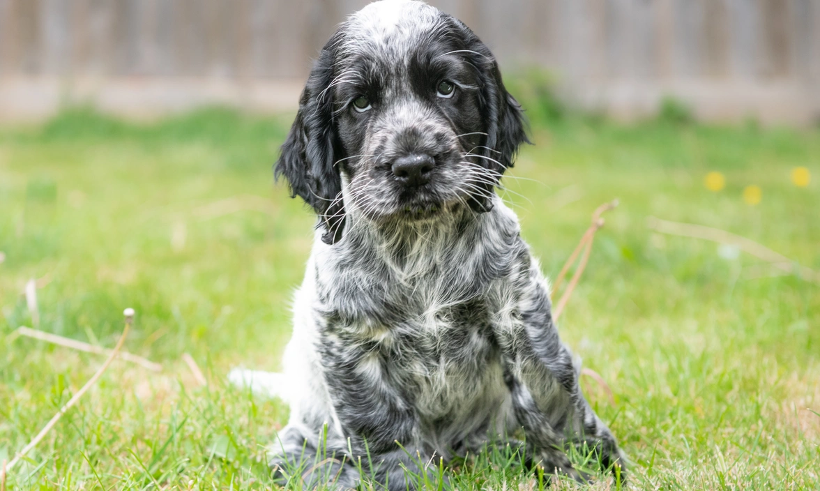 A black and white cocker spaniel puppy sitting on a grassy lawn