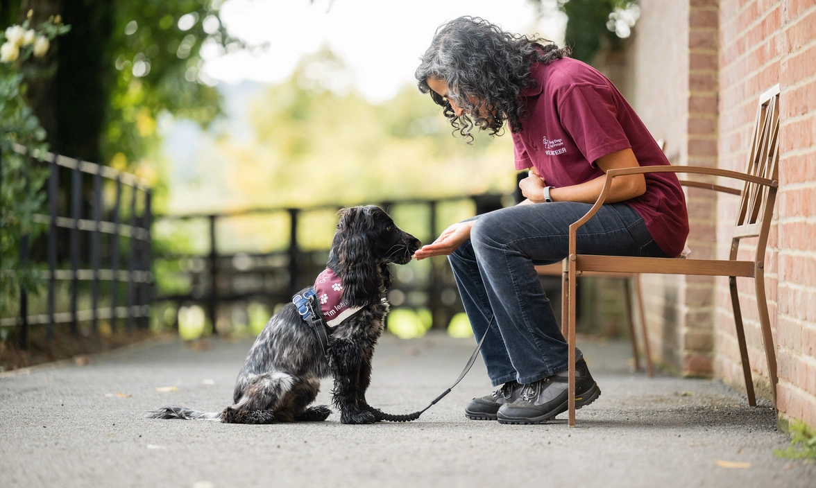 Woman sat outside on a bench giving a treat to a black and white Spaniel where a training jacket