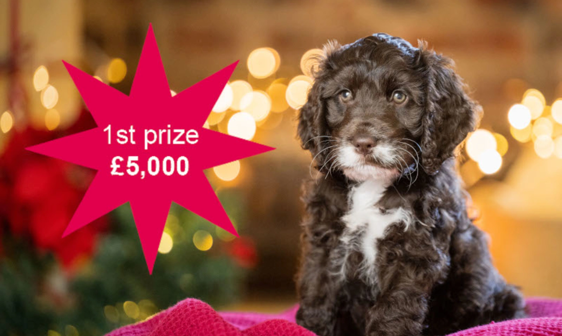 A puppy sitting on a burgundy blanket, with warm Christmas lighting in the background. A star with the text 1st prize £5000 is overlayed.