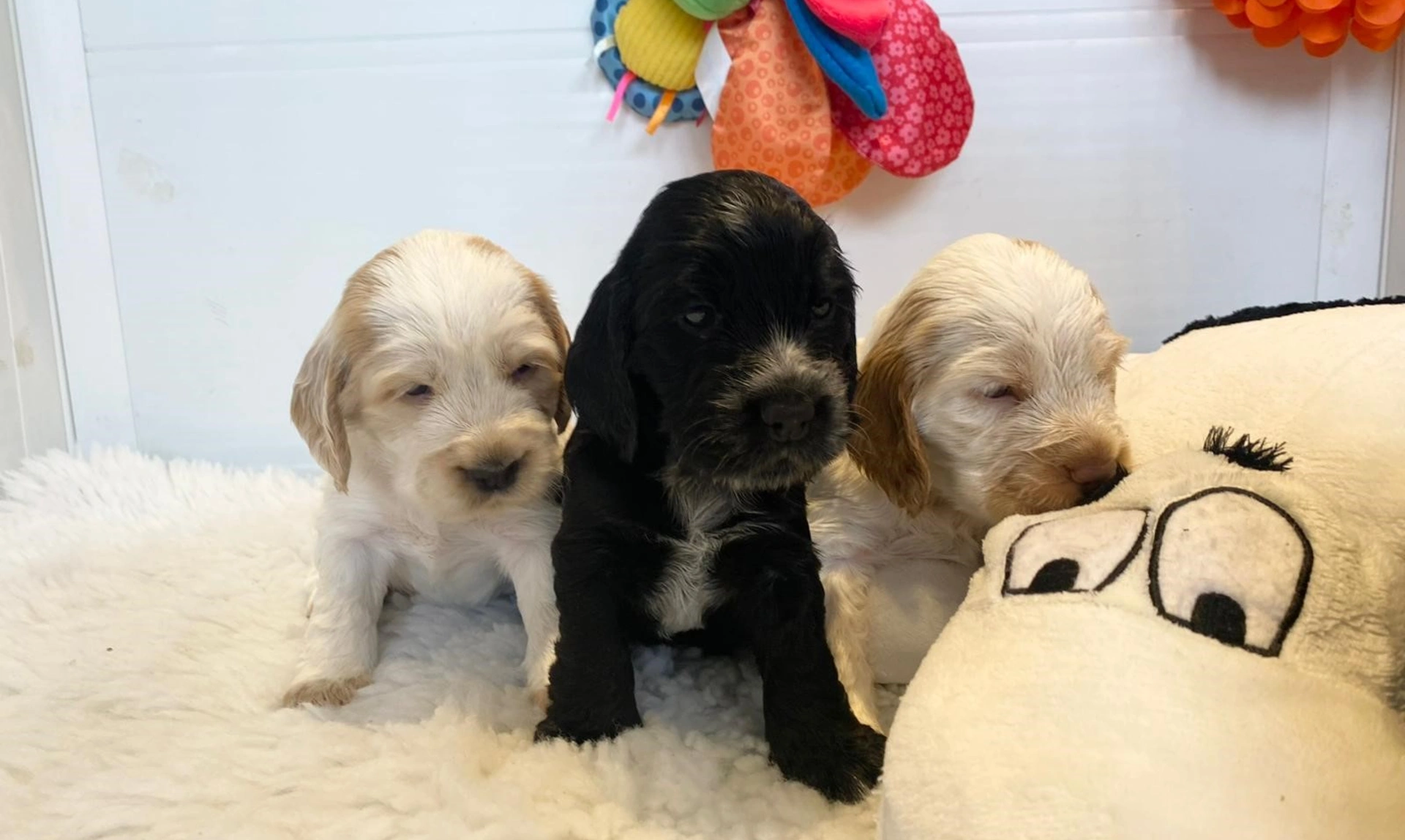Three tiny spaniel puppies only just opening their eyes sat on a fluffy blanket with toys in the background