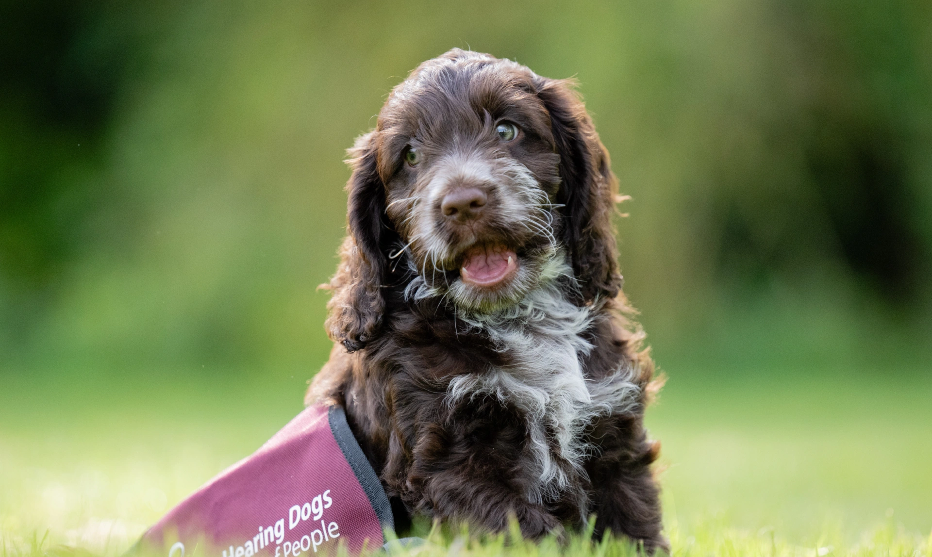 Brown and white Cockapoo puppy sitting on grass in oversized jacket