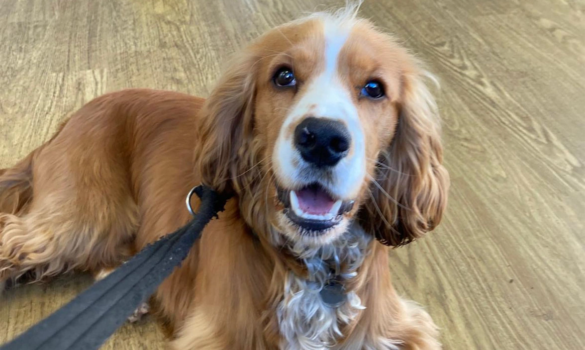 Golden Cocker Spaniel puppy lying down on wooden floor