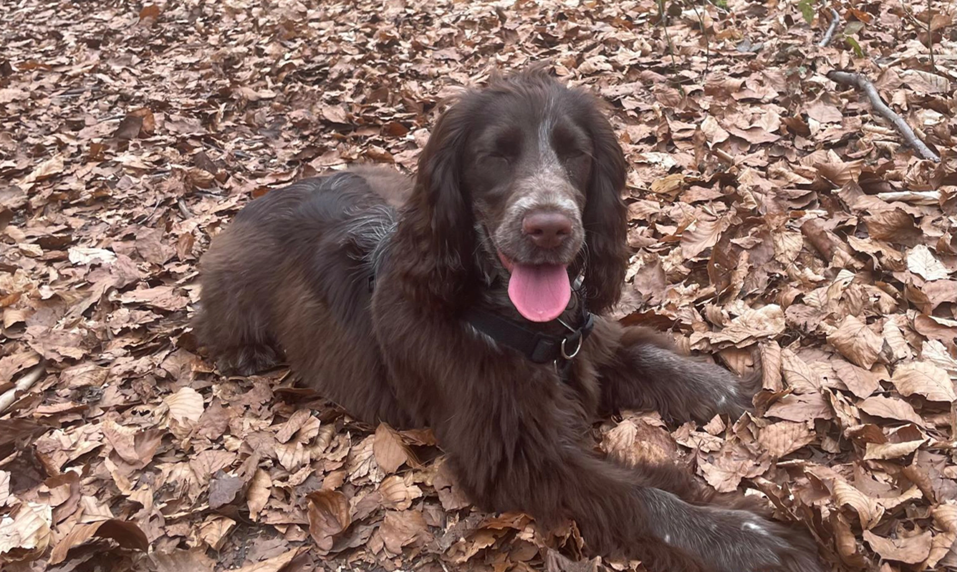 A very happy looking brown Spaniel laying down in woodland leaves