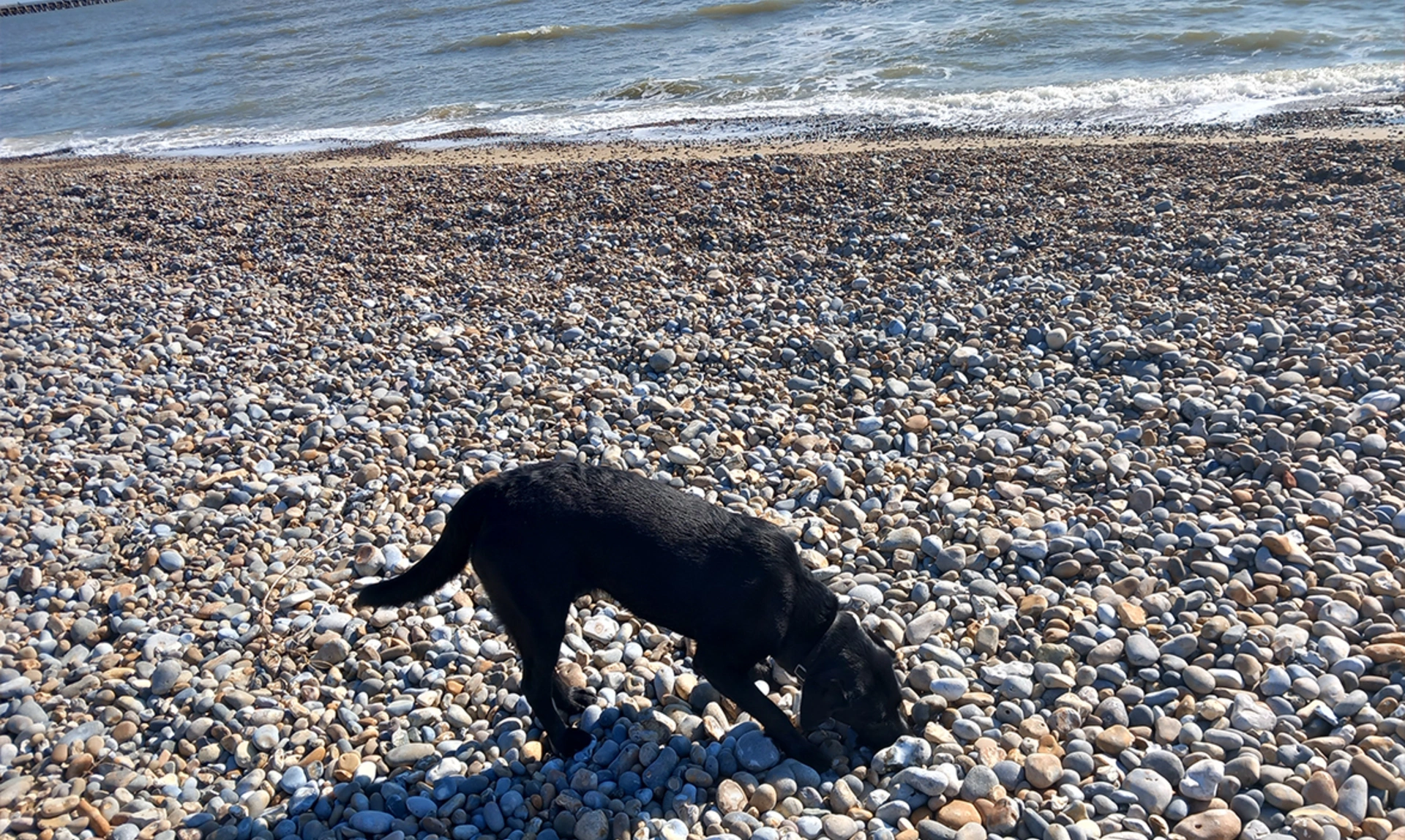Black Labrador sniffing pebbles at the beach