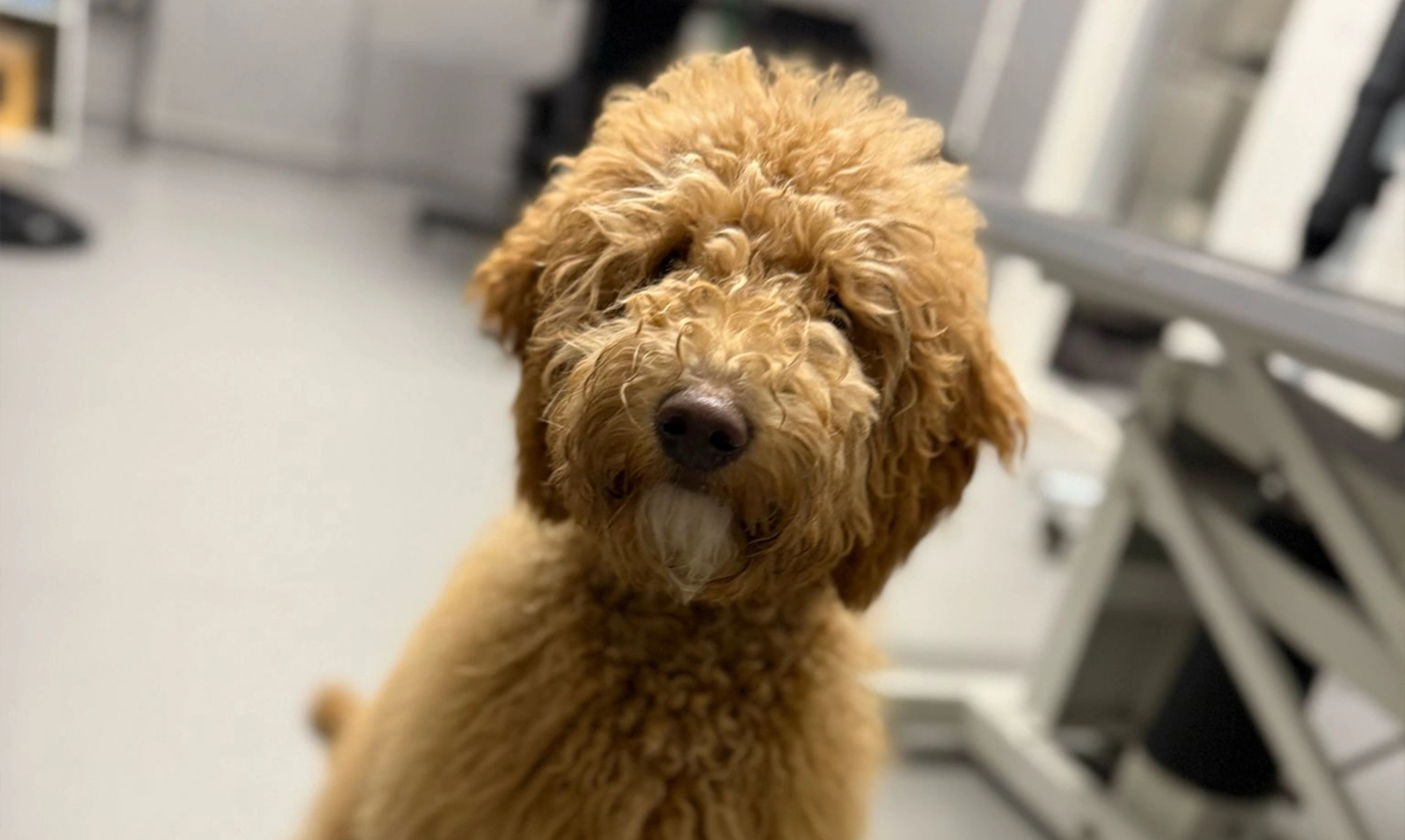 Fluffy Apricot Miniature Poodle
