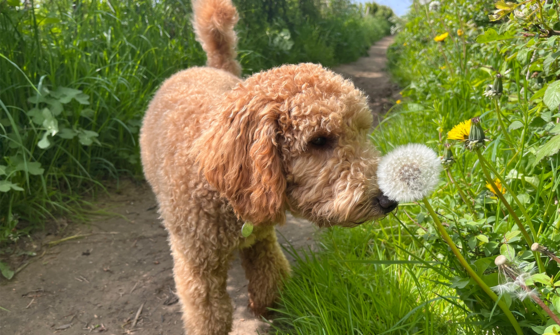 Golden fluffy Miniature Poodle sniffing dandelion