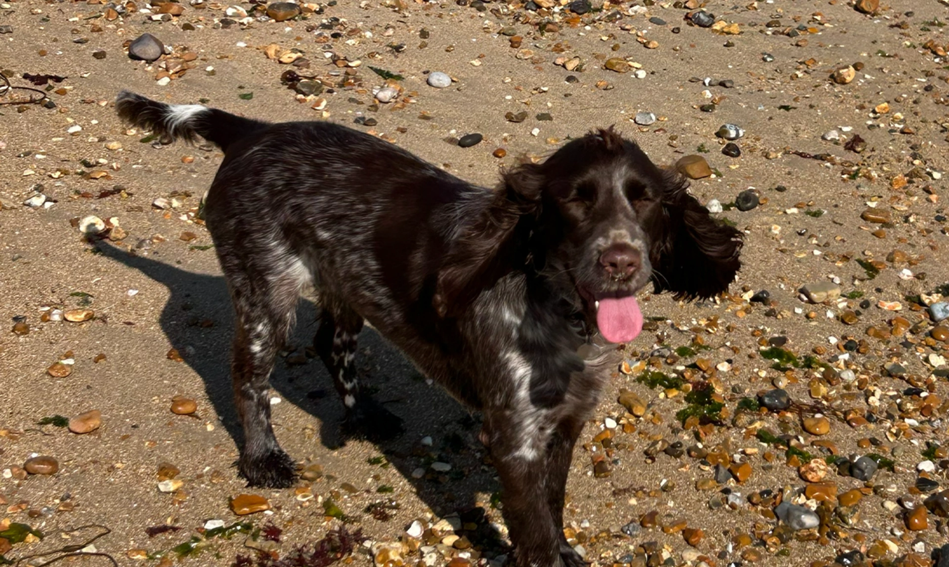 Brown Cocker Spaniel puppy looking happy on the sand