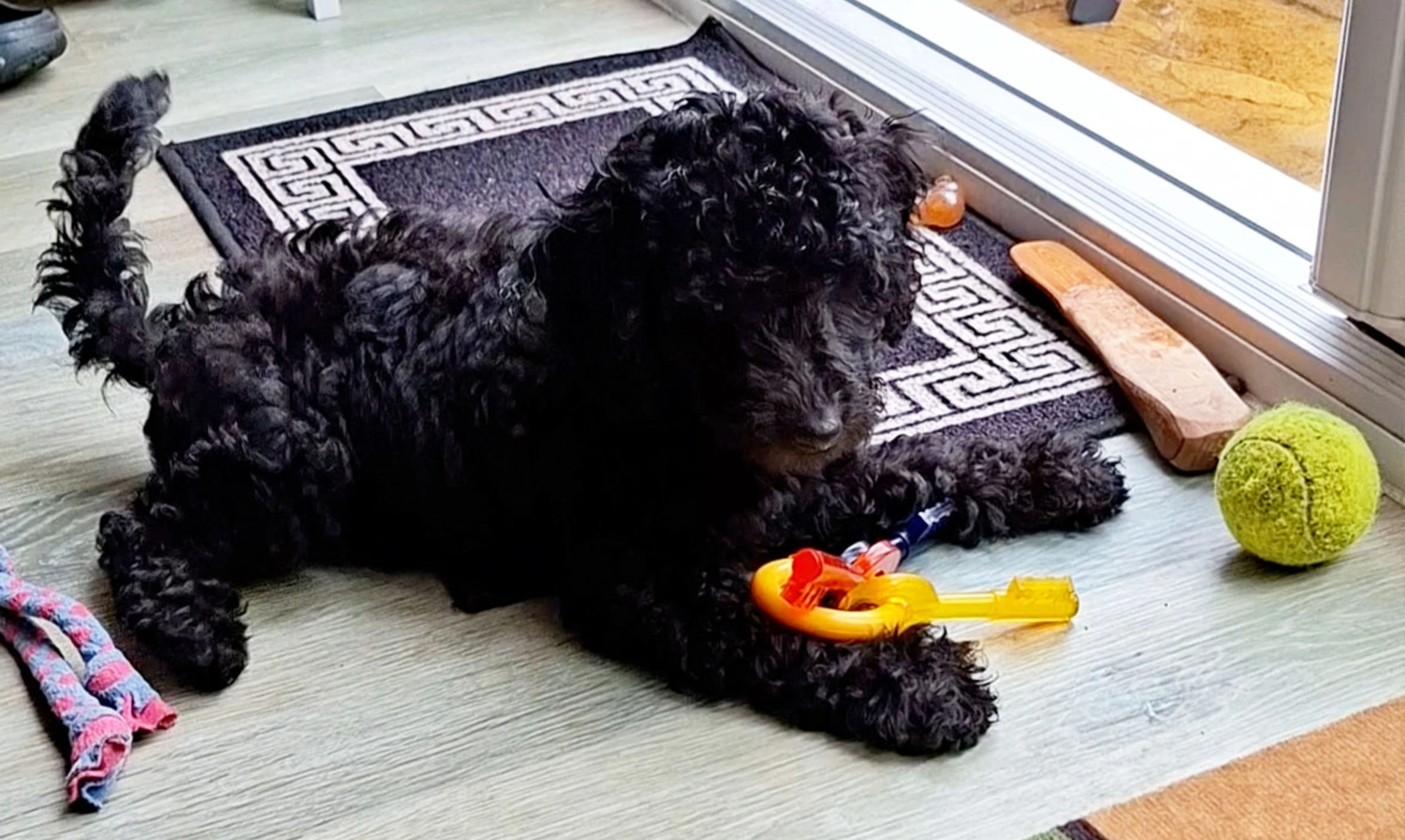 Black Miniature Poodle puppy laying down with toy keys and tennis ball