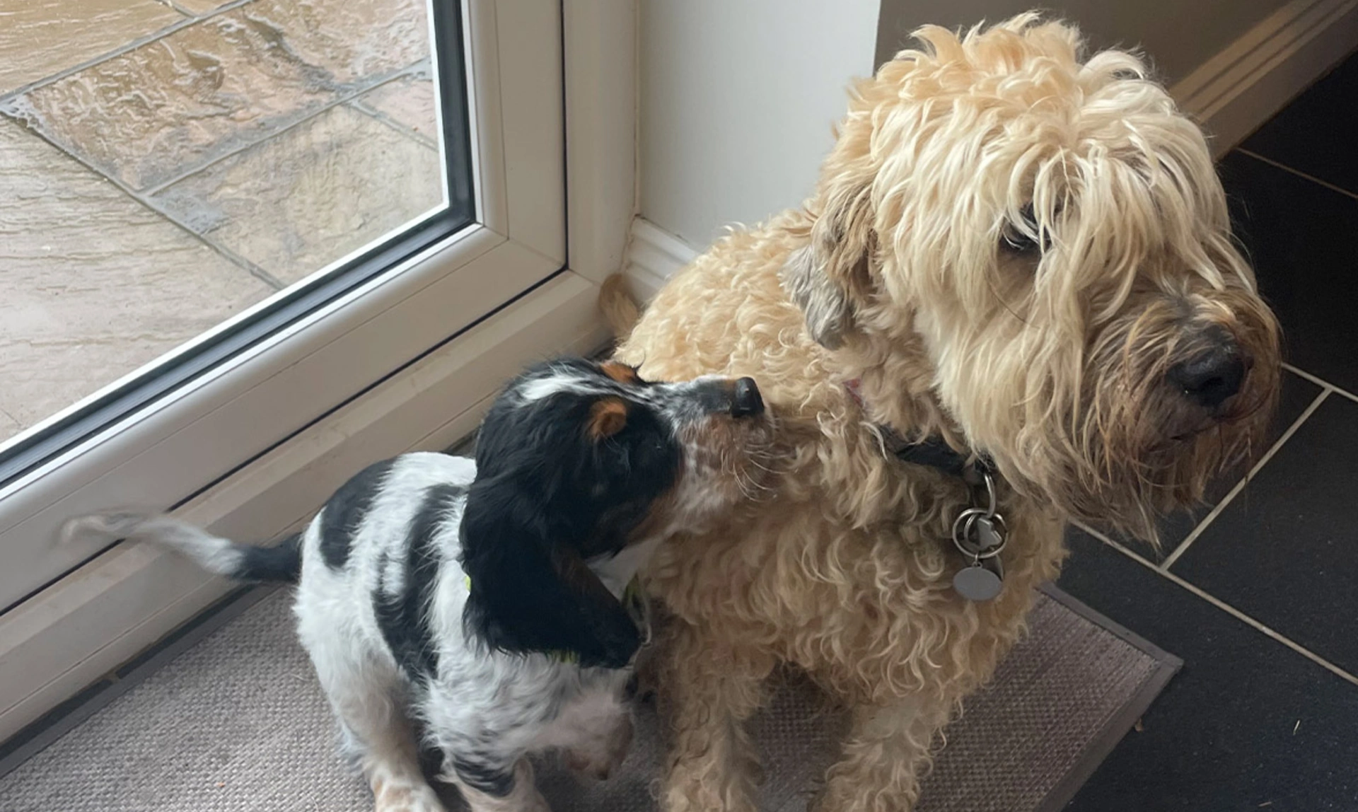 Small tricoloured spaniel puppy looking up to a larger wheaten terrier dog