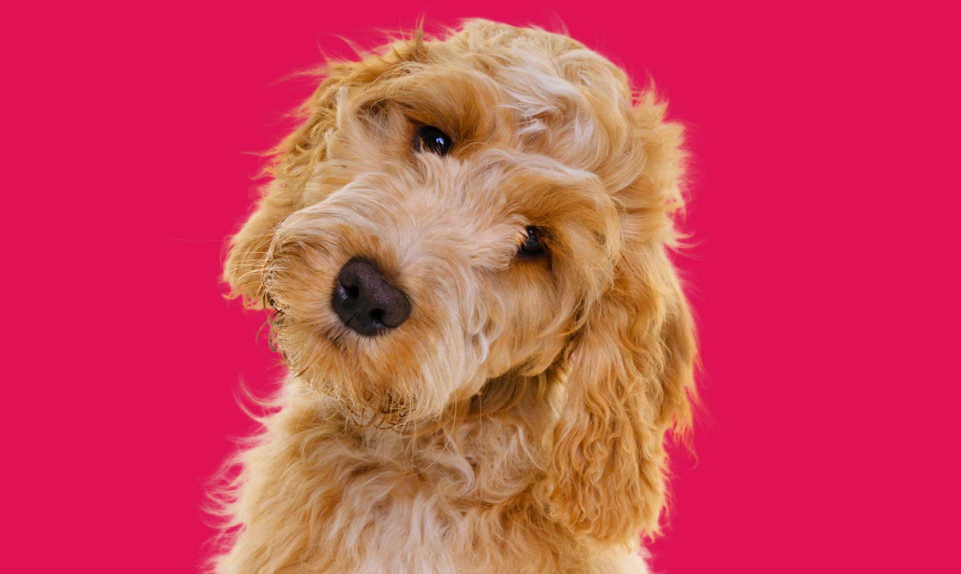 Light coloured Cockapoo with head tilted against a very pink background