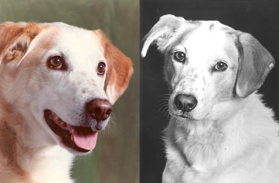 Favour, tan and white crossbreed dog