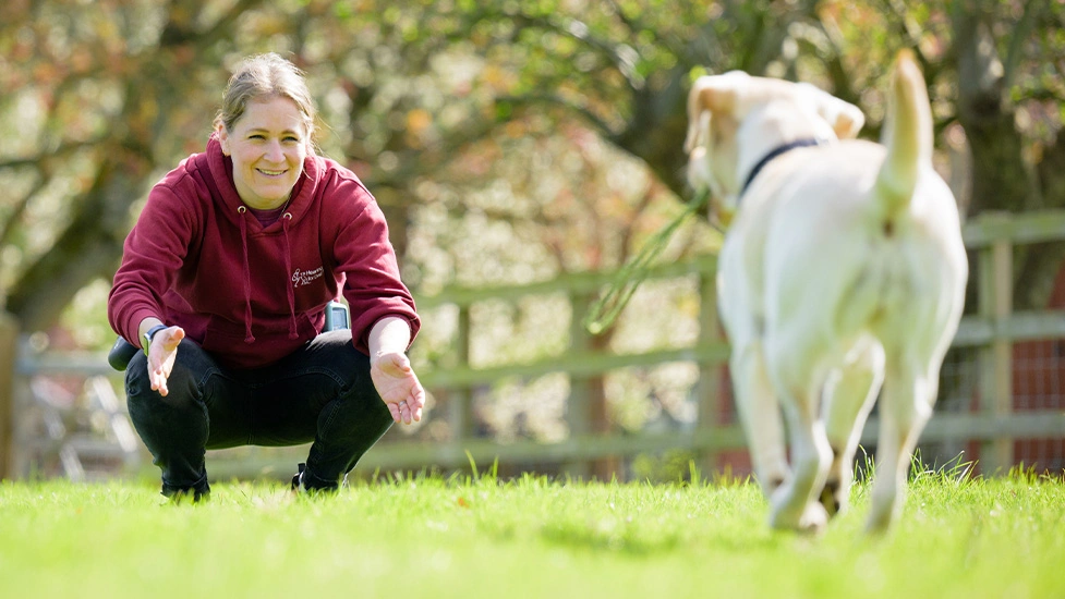 Meg in a field with a yellow labrador running towards her