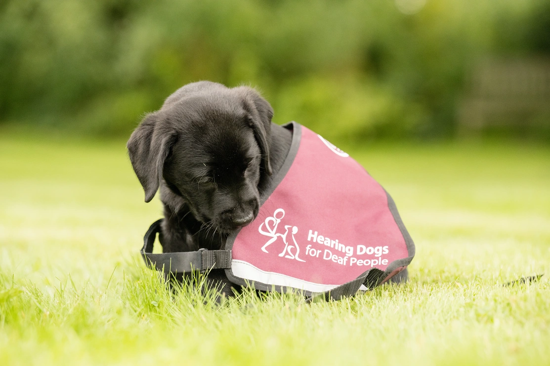 Black Labrador puppy wearing burgundy Hearing Dogs jacket