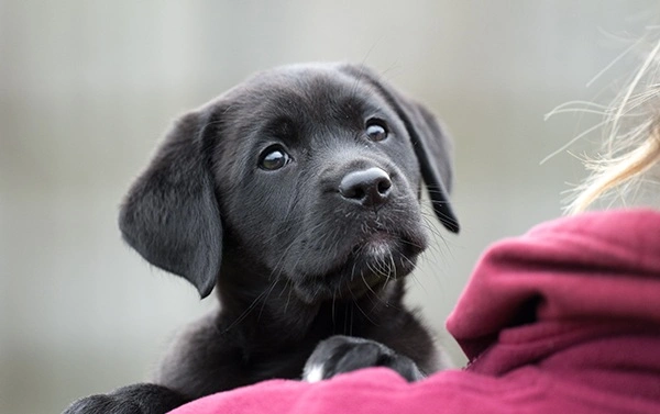 Small black labrador puppy with white tuft on chin, looking inquisitively back over the should of a person in a burgundy jacket holding them