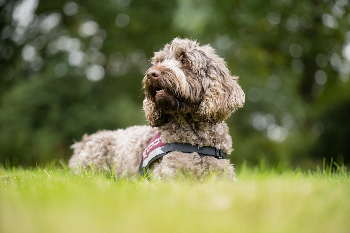 Brown cockapoo wearing a fully qualified hearing dogs jacket sat outside in grass