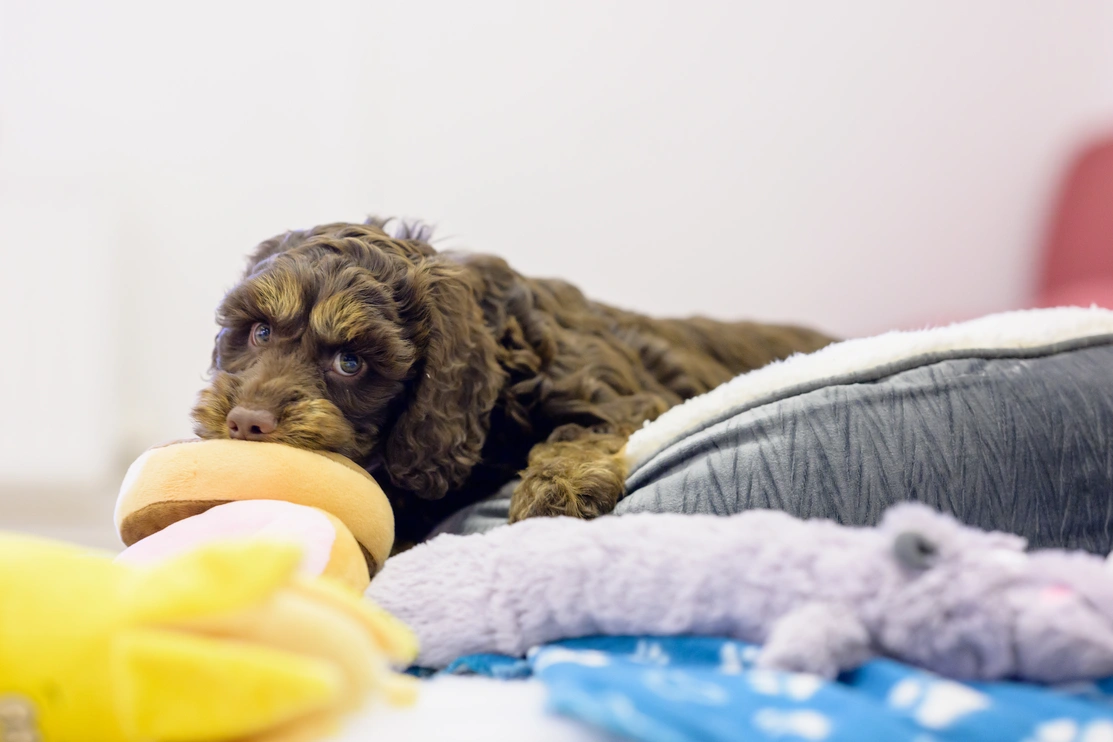 Small brown cockapoo puppy sniffing and putting his face on a toy while is lays half in, half out of a dog bed