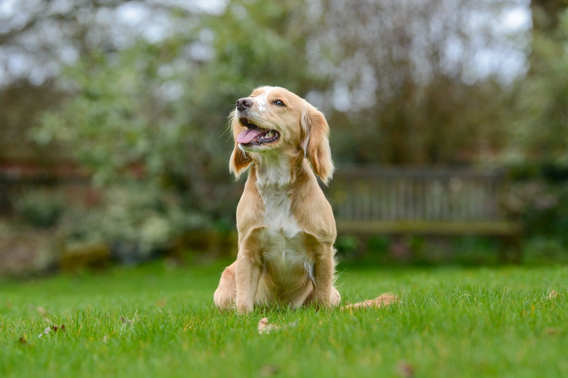 A young Spaniel sat well behaved and looking happy on some grass in a garden