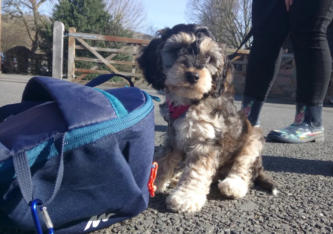 Small black and brown cockapoo puppy sat next to a backpack on a gravel path