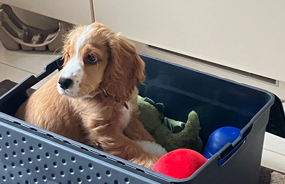 Spaniel puppy sat in toy box