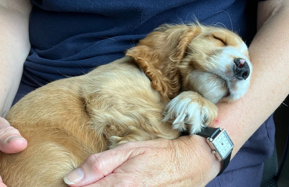 Spaniel puppy asleep on a persons lap, cuddled up in their arms