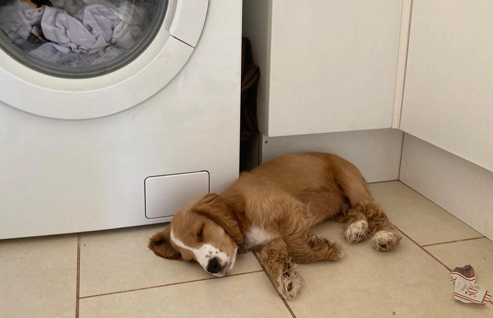 Spaniel puppy asleep on the floor infront of the washing machine