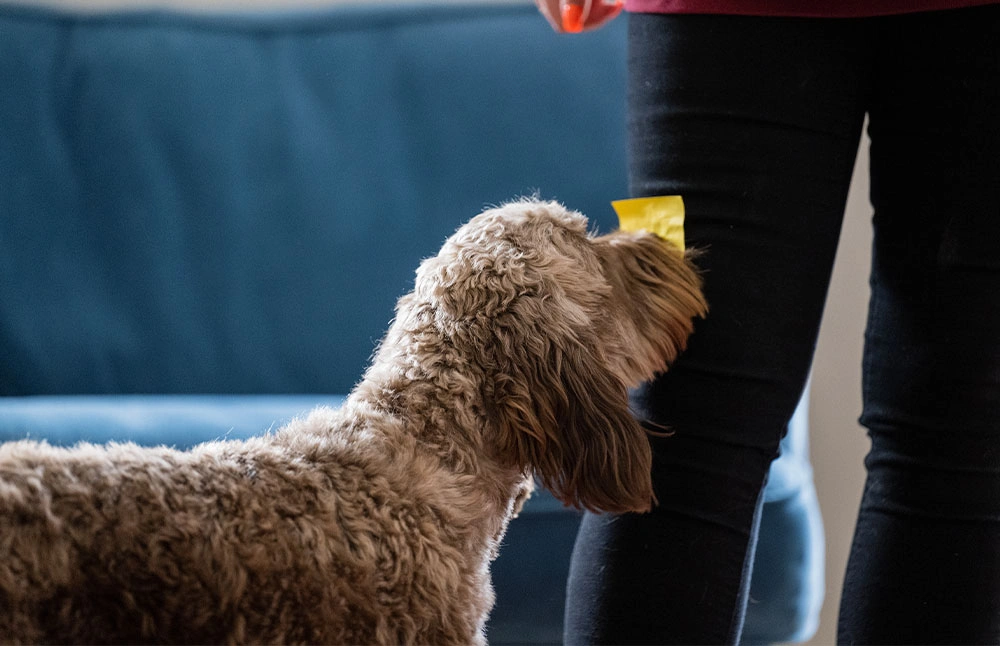 Close up of a cockapoo using its nose to nudge the leg of a person