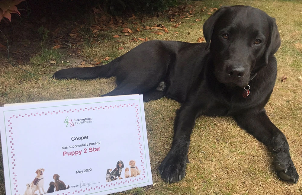 A young black labrador sat on grass next to a training certificate that says ‘Cooper has successfully passed Puppy 2 Star’