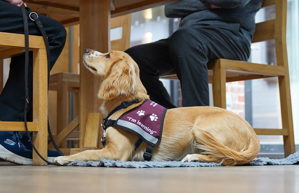 A spaniel sat looking calm in their learning to be a hearing dog jacket next to a cafe table