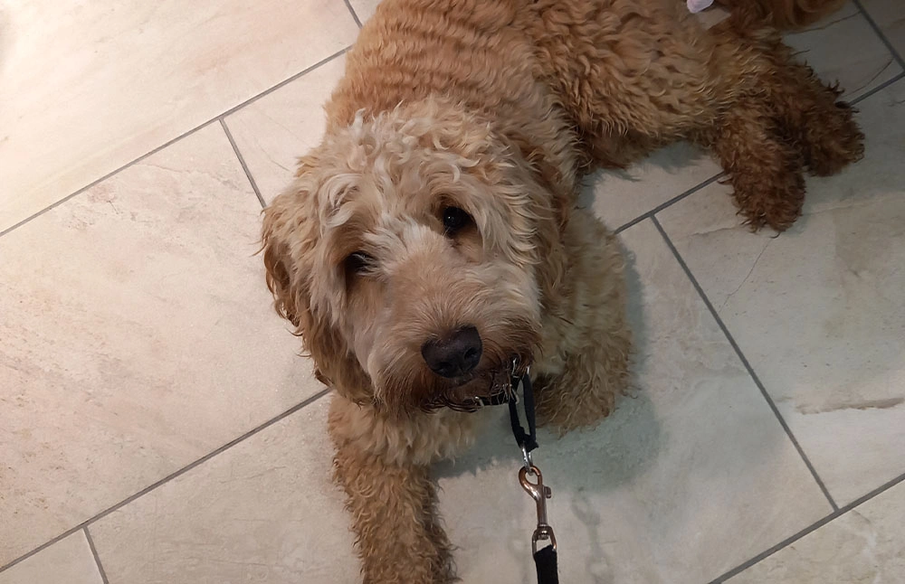 Mid shot of a cockapoo laying on a tiled floor looking up at the camera