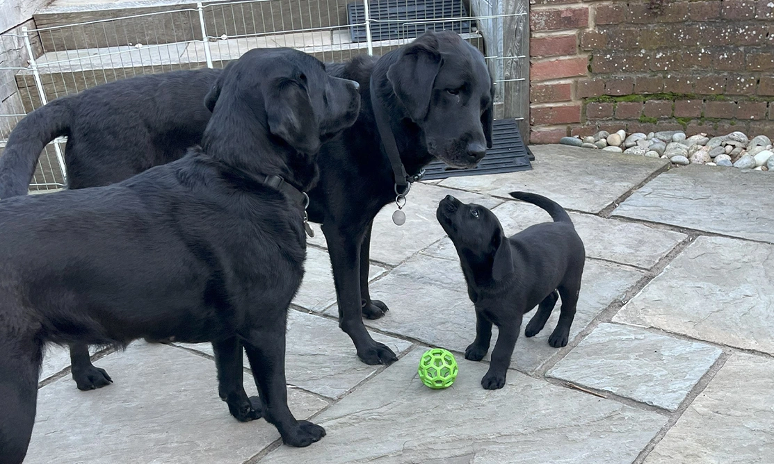 Small black labrador looking up to large black labradors in a curious and calm way
