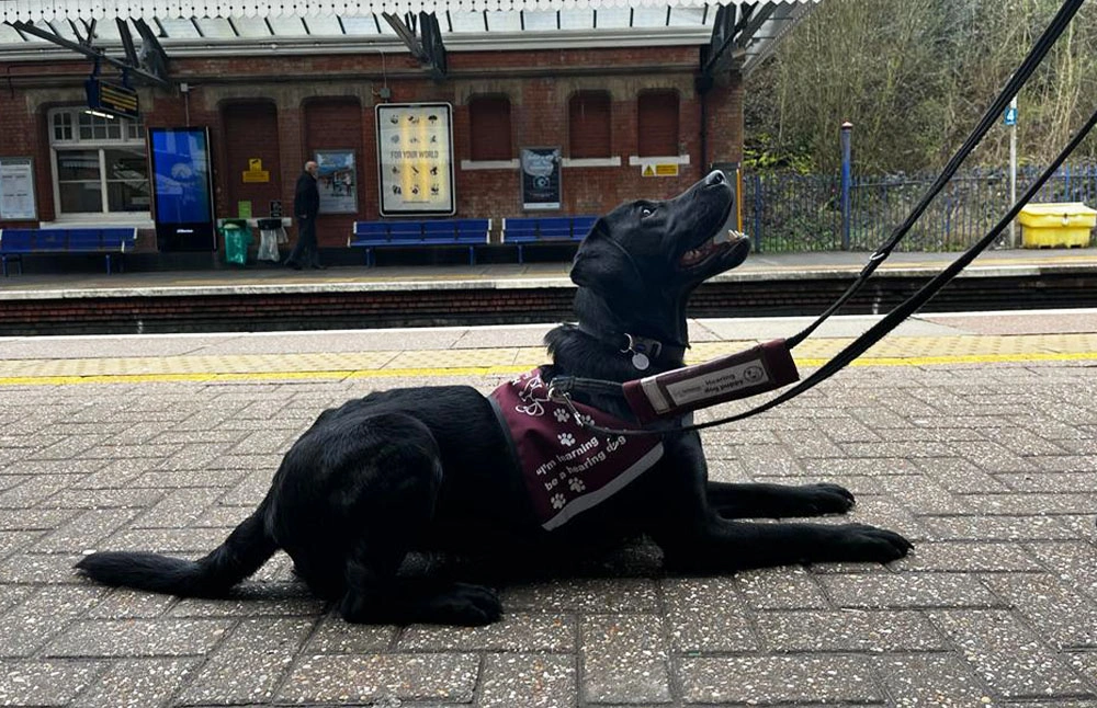 A black labrador in a training jacket, laying calmly and looking happy, on a train station platform