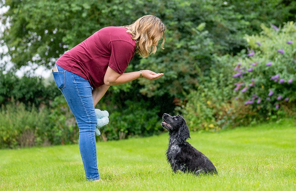 A spaniel puppy sat focussing intently on its volunteer trainer while it does a good sit