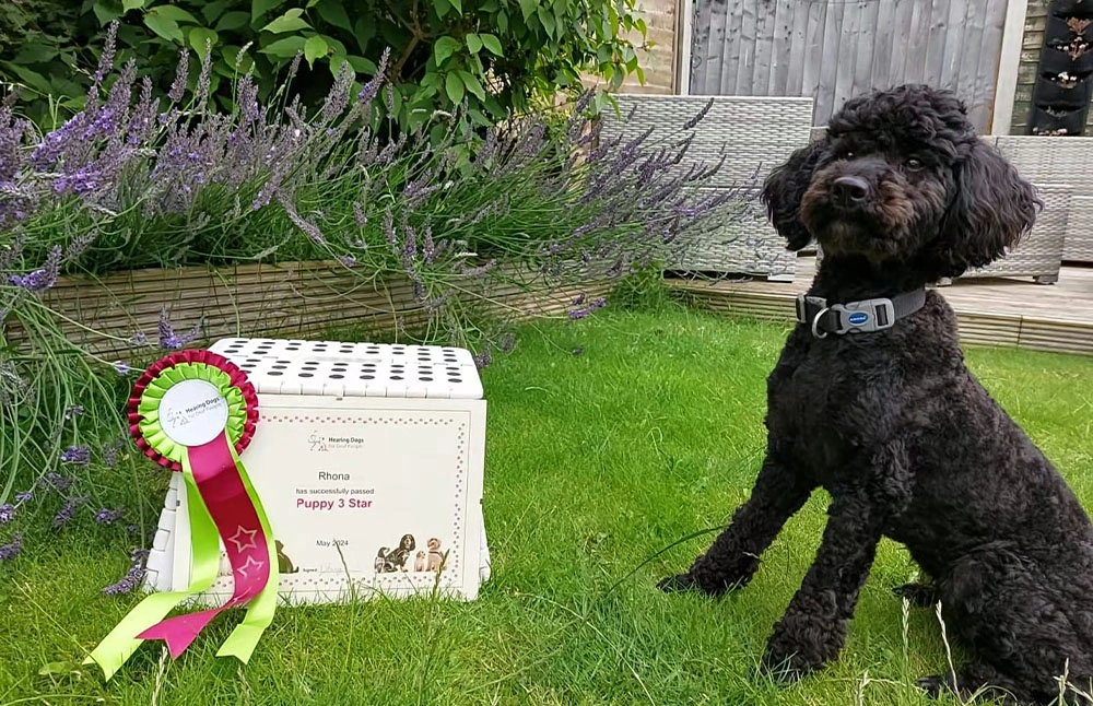 A young black labrador sat on grass next to a training certificate that says ‘Cooper has successfully passed Puppy 2 Star’