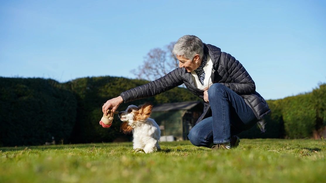 A woman is crouching outside on a sunny day dangling a toy for a spaniel puppy to play with and the puppy is looking at it intently