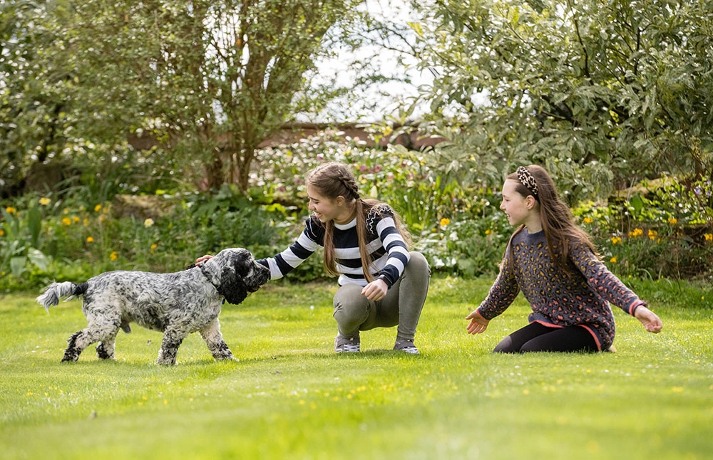 A brown cockapoo playing with a child, the cockapoo is doing a high-five with the child.