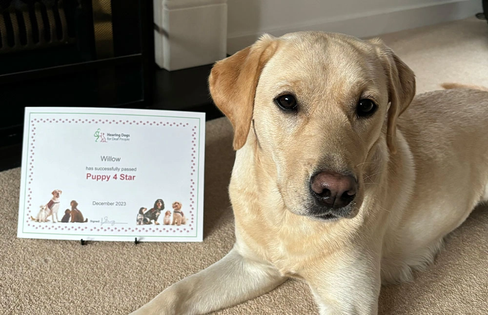 A labrador sat looking calm next to a certificate that says Willow has successfully completed her Puppy 4 Star