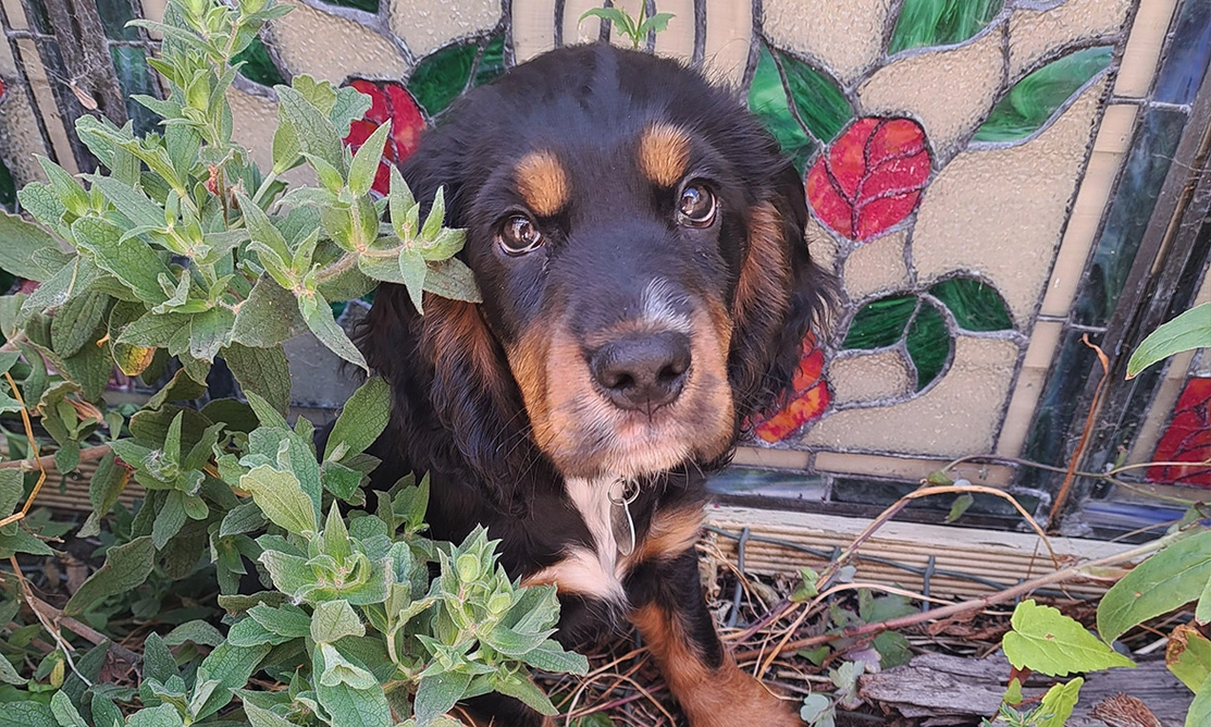 Black and tan spaniel sitting with outdoor plants