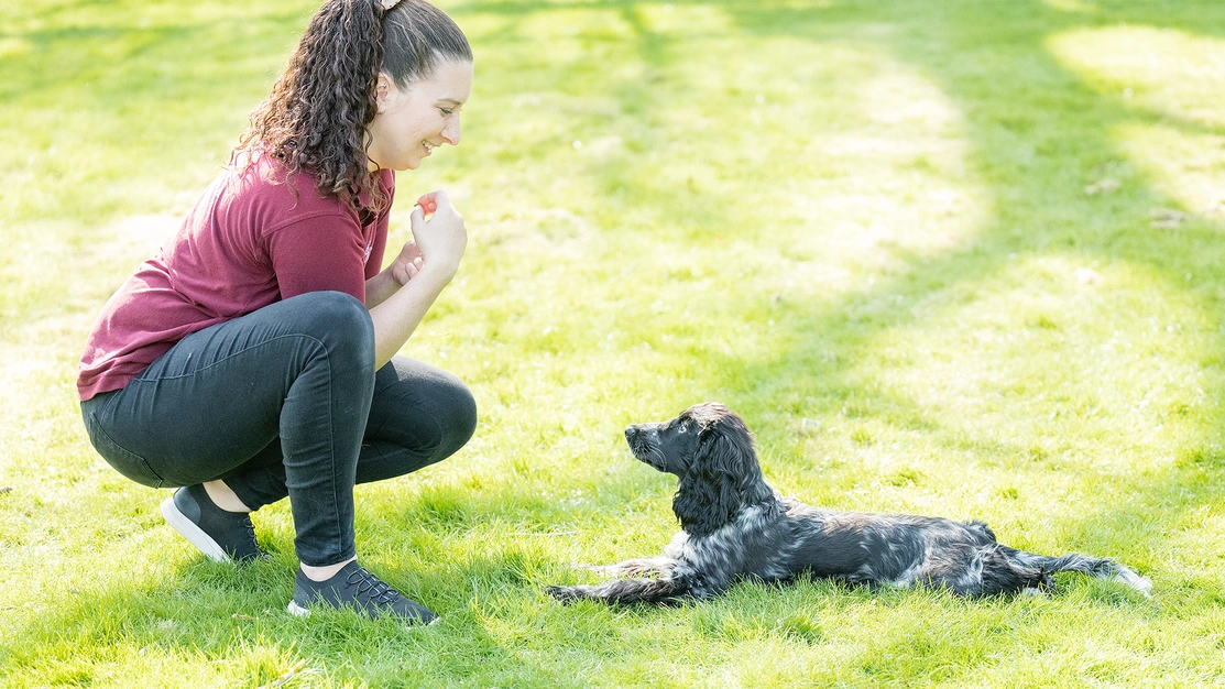 Hearing dogs trainer crouched doing a down command with a black and white spaniel puppy