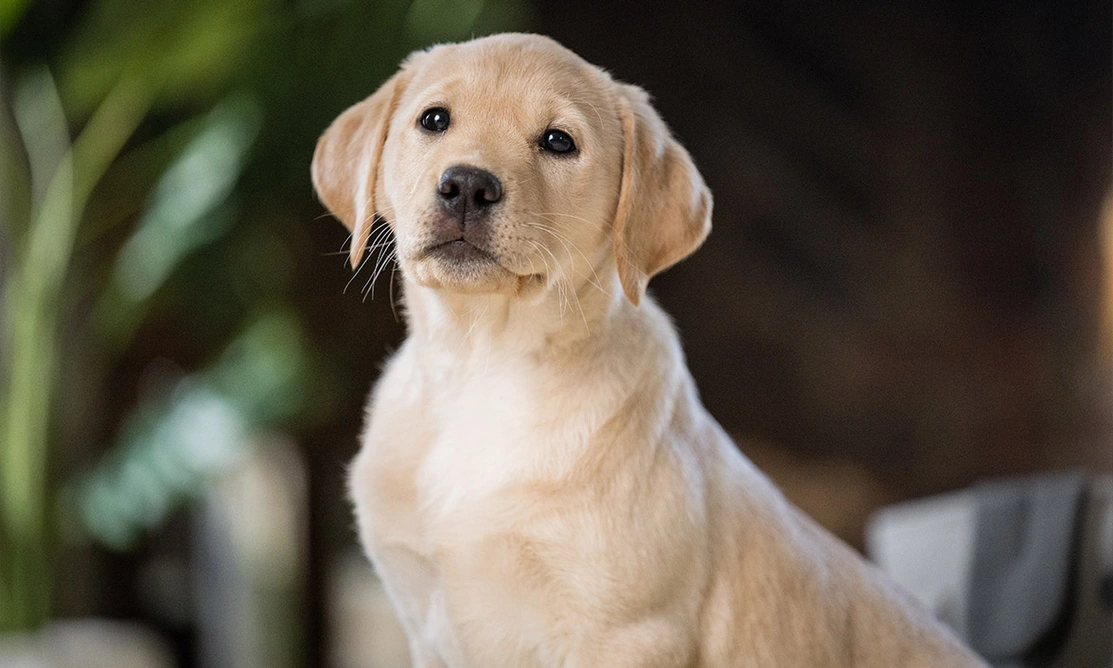 Yellow Labrador puppy sitting inside with green plants in the background