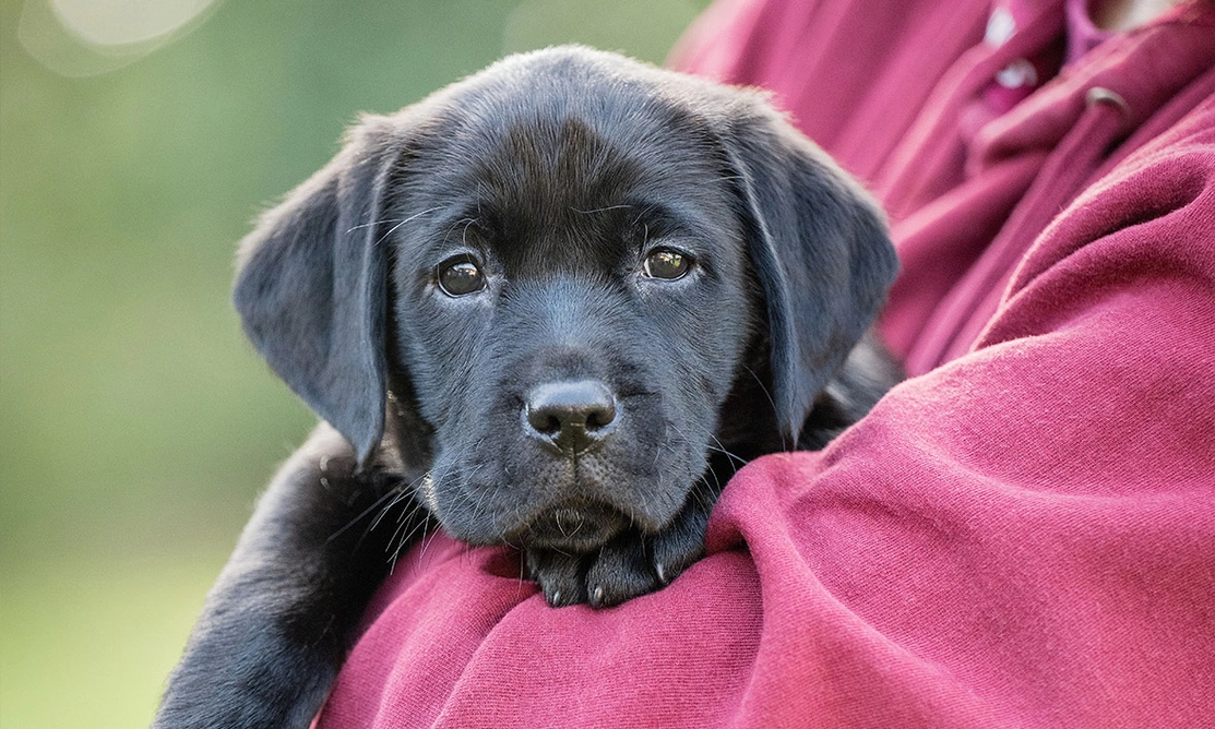 Black Labrador puppy being held in human arms
